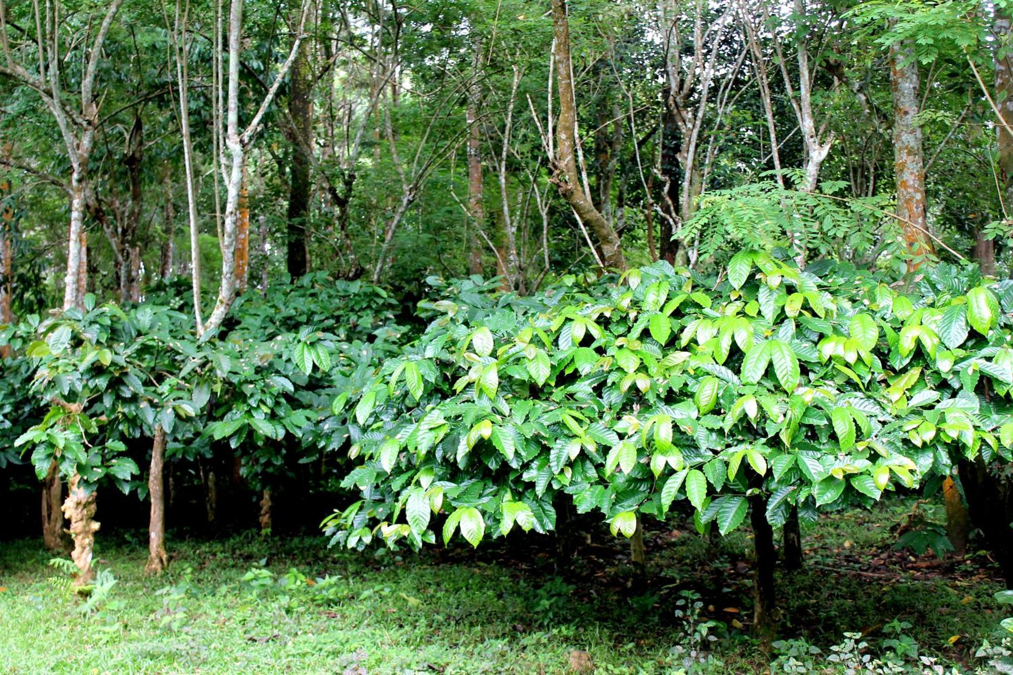 Woodside Homestay Wayanad Batheri Eksteriør bilde