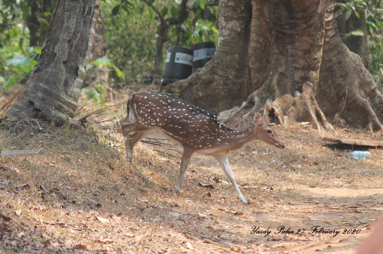 Woodside Homestay Wayanad Batheri Eksteriør bilde