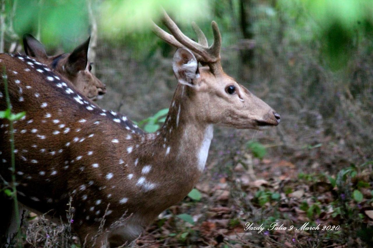 Woodside Homestay Wayanad Batheri Eksteriør bilde